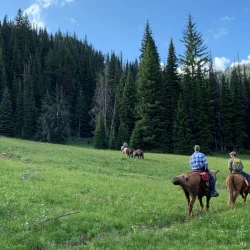 People riding horses on a grassy trail with a backdrop of pine trees and a partly cloudy sky.